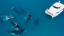 Whale Watching Tour - Half Day Cruise - Hervey Bay